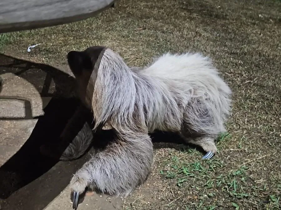 Bombeiros resgatam bicho-preguiça em praça de Guarantã do Norte