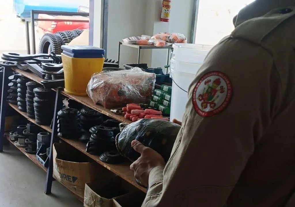 Bombeiros resgatam jabuti em loja de equipamentos agrícolas em Mato Grosso