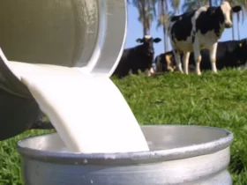 Projeto de melhoramento genético transforma produção de leite em Pontes e Lacerda, MT