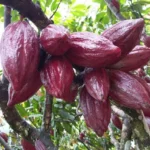 Cacau impulsiona pesquisa e pode transformar Mato Grosso em potência internacional