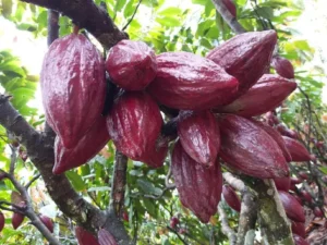 Cacau impulsiona pesquisa e pode transformar Mato Grosso em potência internacional