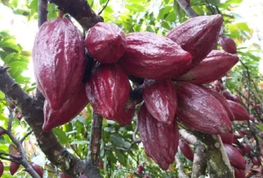 Cacau impulsiona pesquisa e pode transformar Mato Grosso em potência internacional