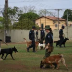 Curso de Cães Detectores de Drogas reforça segurança em Mato Grosso