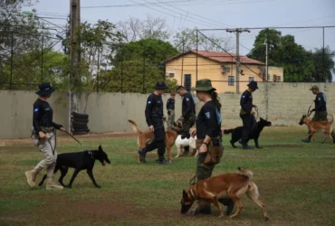 Curso de Cães Detectores de Drogas reforça segurança em Mato Grosso