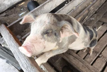 Mato Grosso Mantém Status Livre de Peste Suína Clássica Após 4º Ciclo de Vigilância
