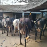 Melhoramento genético aumenta produção de leite em propriedades da agricultura familiar em Mato Grosso