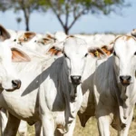 Nova alíquota reduzida para GTA de abate de fêmeas em Mato Grosso já está disponível