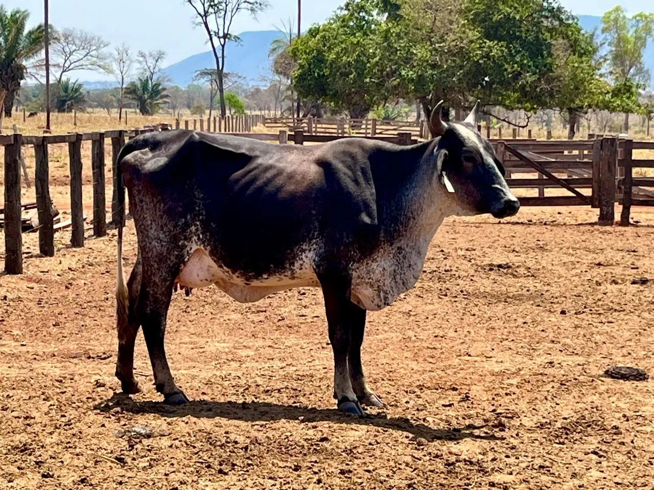 Leite em Pontes e Lacerda triplica produção com projeto de melhoramento genético em Mato Grosso