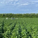 Pesquisa em Mato Grosso mostra benefícios do calcário e gesso na produtividade da soja