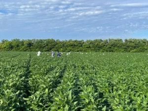 Pesquisa em Mato Grosso mostra benefícios do calcário e gesso na produtividade da soja