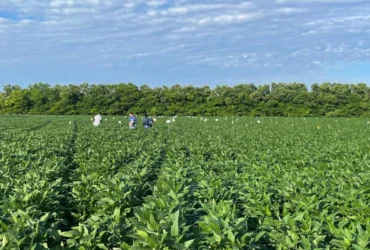 Pesquisa em Mato Grosso mostra benefícios do calcário e gesso na produtividade da soja