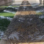 Óleo de jacaré-do-pantanal mostra potencial terapêutico e cosmético em Mato Grosso