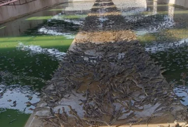 Óleo de jacaré-do-pantanal mostra potencial terapêutico e cosmético em Mato Grosso