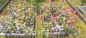 Tecnologia sustentável transforma produção de mudas florestais em Mato Grosso