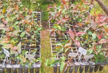 Tecnologia sustentável transforma produção de mudas florestais em Mato Grosso