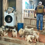 Resgate de cães e roedores em canil clandestino mobiliza autoridades em Cuiabá