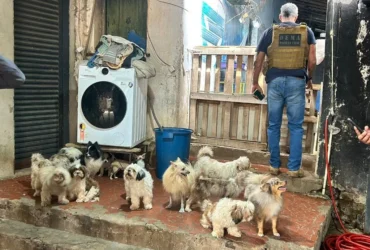 Resgate de cães e roedores em canil clandestino mobiliza autoridades em Cuiabá