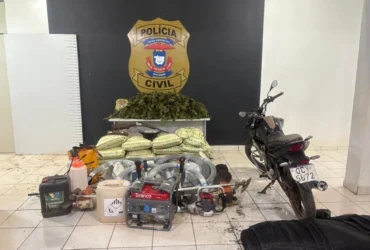 Polícia Civil incinera plantação de maconha em Tangará da Serra após operação