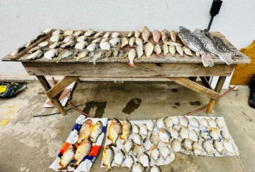 Polícia apreende 47 quilos de pescado irregular em Barão de Melgaço