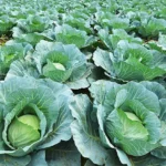 Repolho se destaca com queda de preço em Mato Grosso, enquanto couve-flor e brócolis sobem