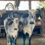 Programa de melhoramento genético reforça produção de leite em Bom Jesus do Araguaia