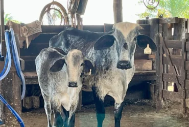 Programa de melhoramento genético reforça produção de leite em Bom Jesus do Araguaia