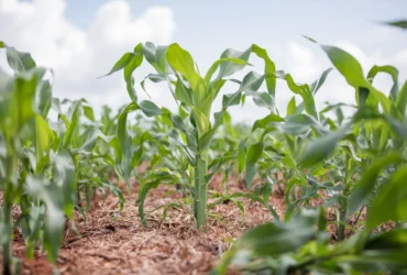 Programa de reintegração no campo em Mato Grosso oferece capacitação agropecuária