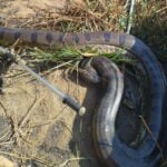 Animal de mais de 100 quilos foi resgatado pela 13ª Companhia Militar do Corpo de Bombeiros e devolvido ao habitat natural; seca aumenta ocorrências com animais silvestres.