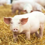 Levantamento do IBGE aponta Tapurah como líder da suinocultura em MT e 5º no Brasil