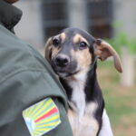 Saiba como adotar um pet de forma responsável em Barra do Garças
