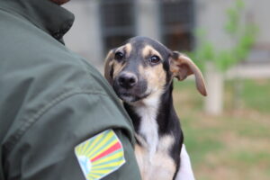 Saiba como adotar um pet de forma responsável em Barra do Garças