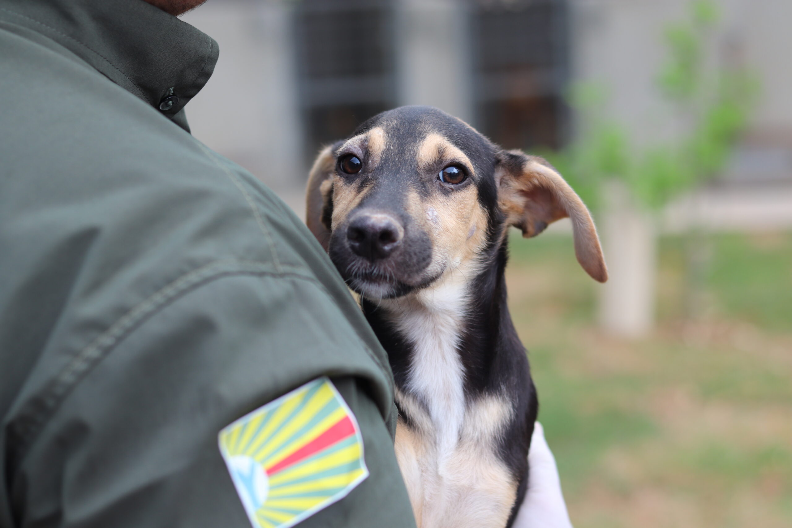 Saiba como adotar um pet de forma responsável em Barra do Garças