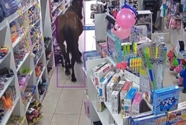 Cavalo vira "cliente surpresa" e invade loja de utilidades em Piquete