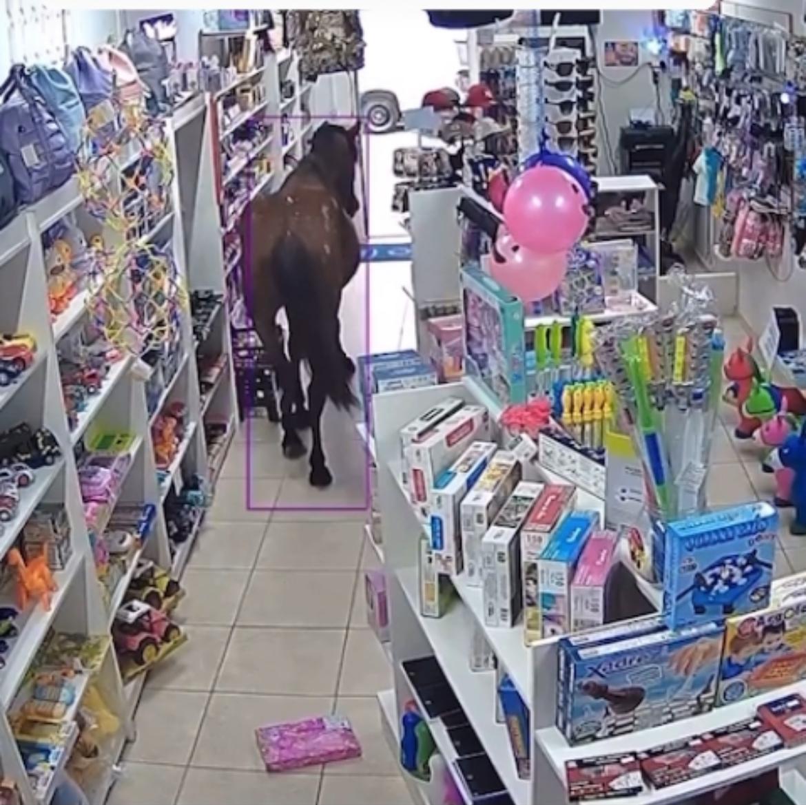 Cavalo vira "cliente surpresa" e invade loja de utilidades em Piquete
