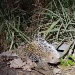 Animal silvestre foi capturado com segurança no bairro Venturini e devolvido ao seu habitat natural em uma Área de Proteção Ambiental