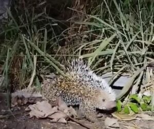 Animal silvestre foi capturado com segurança no bairro Venturini e devolvido ao seu habitat natural em uma Área de Proteção Ambiental