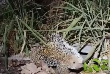 Animal silvestre foi capturado com segurança no bairro Venturini e devolvido ao seu habitat natural em uma Área de Proteção Ambiental