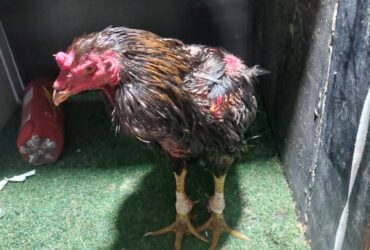 Ação da GCM resultou na apreensão de aves, materiais de apostas, dinheiro e na condução de vários envolvidos à Delegacia de Polícia