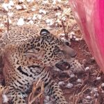 Em meio ao calor de 40 °C em Mato Grosso, felino juvenil surpreende ao escolher um esconderijo inusitado para descansar e se refrescar.