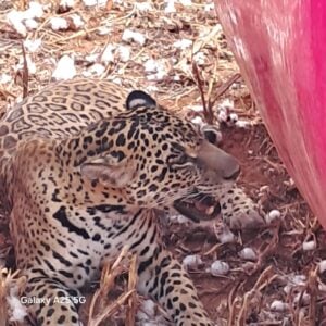 Em meio ao calor de 40 °C em Mato Grosso, felino juvenil surpreende ao escolher um esconderijo inusitado para descansar e se refrescar.