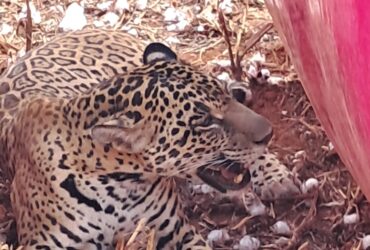 Em meio ao calor de 40 °C em Mato Grosso, felino juvenil surpreende ao escolher um esconderijo inusitado para descansar e se refrescar.