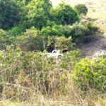 Homem morre em capotamento de camionete na MT-170 em Juína