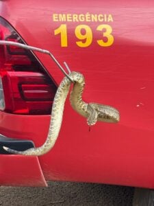 Animal foi encontrado em residência na Fazenda Dourados II e solto em área de preservação permanente