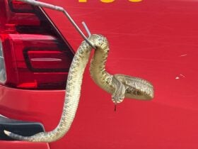 Animal foi encontrado em residência na Fazenda Dourados II e solto em área de preservação permanente