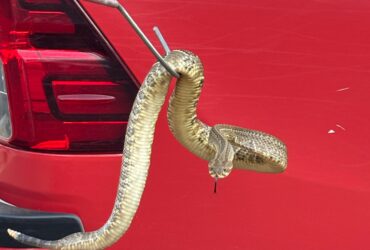 Animal foi encontrado em residência na Fazenda Dourados II e solto em área de preservação permanente