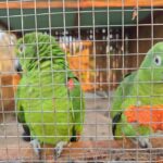 Cocalinho, MT, recebe 32 aves silvestres em área de reabilitação