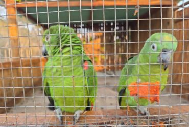 Cocalinho, MT, recebe 32 aves silvestres em área de reabilitação