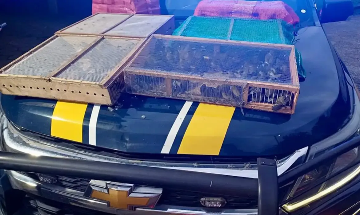 Tráfico: homem é preso no RJ com mais de 1 mil aves silvestres