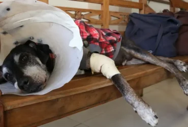 Câmara aprova projeto que criminaliza exercício ilegal da veterinária