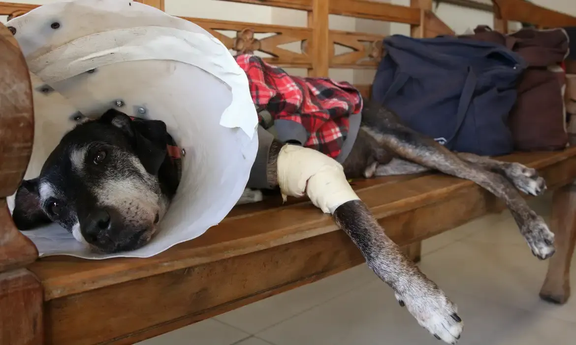 Câmara aprova projeto que criminaliza exercício ilegal da veterinária